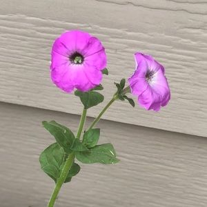 Meet your Posher, Maisha